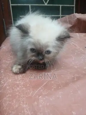 Persian Kitten