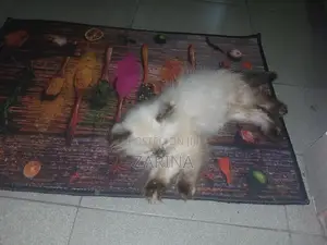 Persian Kitten