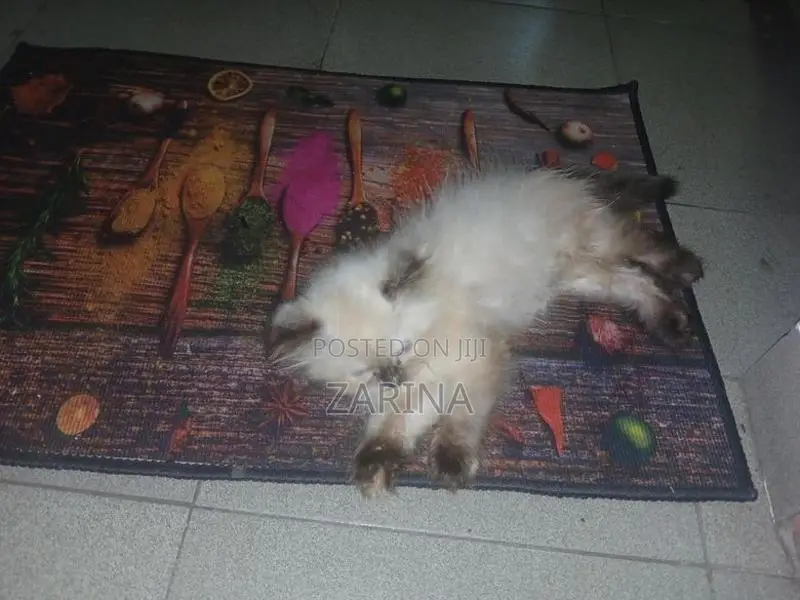 Persian Kitten