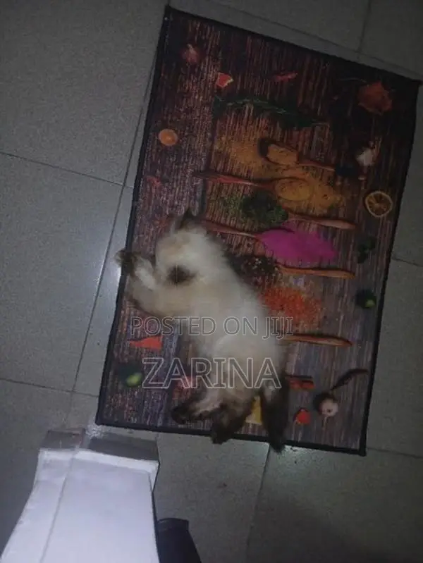 Persian Kitten