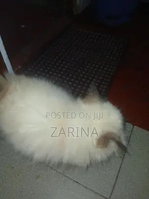 Persian Kitten