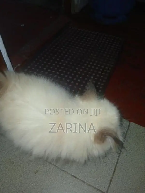 Persian Kitten