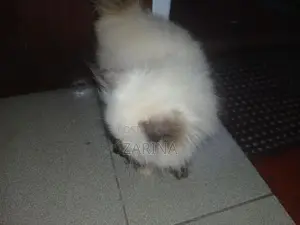Persian Kitten