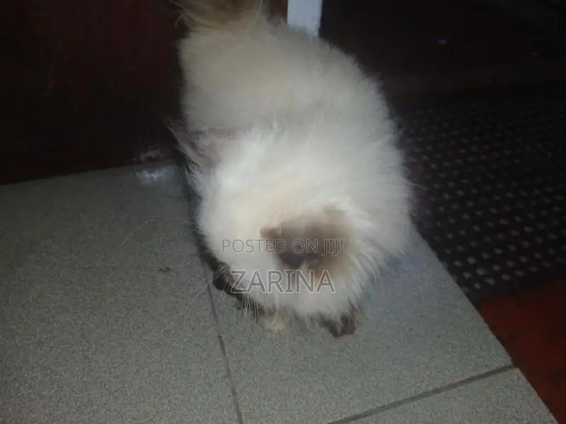 Persian Kitten