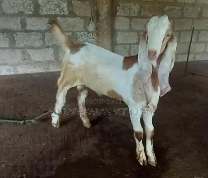 ஆடு, கிடா குட்டி
