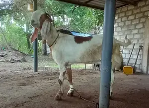 ஆடு, கிடா குட்டி