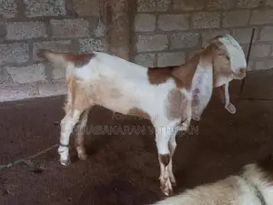 ஆடு, கிடா குட்டி