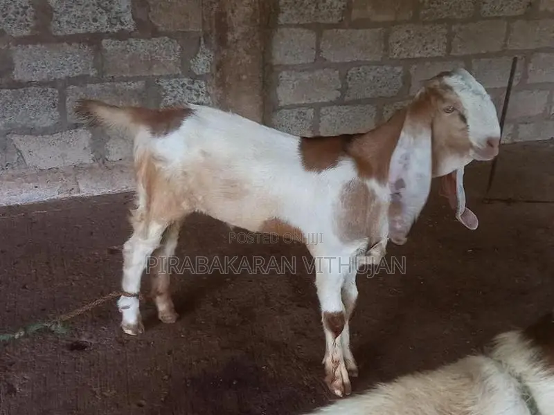 ஆடு, கிடா குட்டி