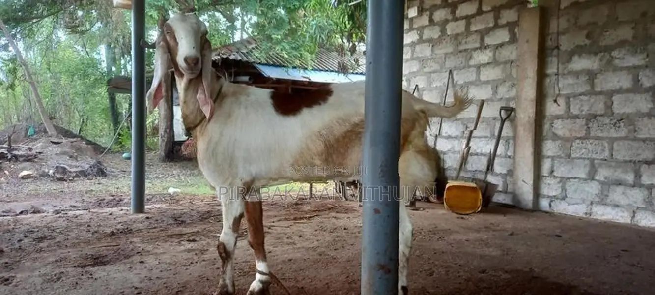 ஆடு, கிடா குட்டி
