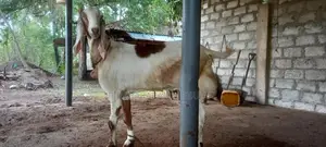ஆடு, கிடா குட்டி