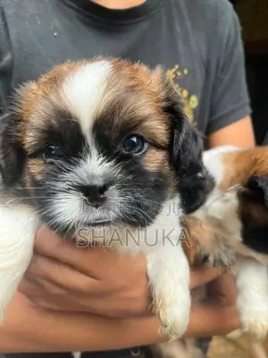 Shih Tzu