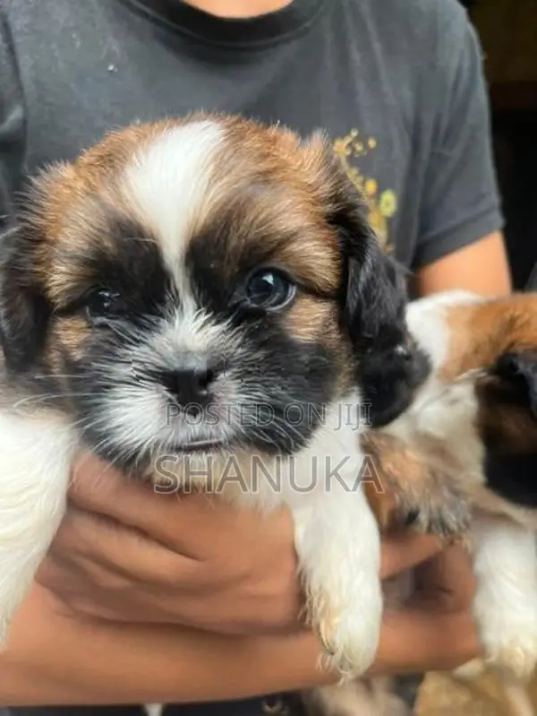 Shih Tzu