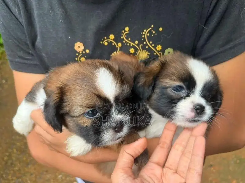 Shih Tzu