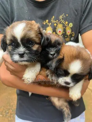 Shih Tzu