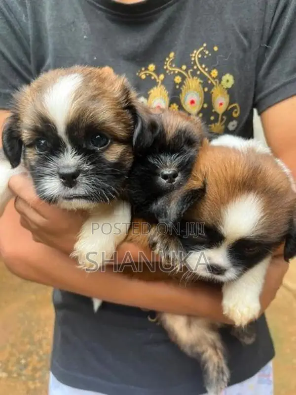 Shih Tzu