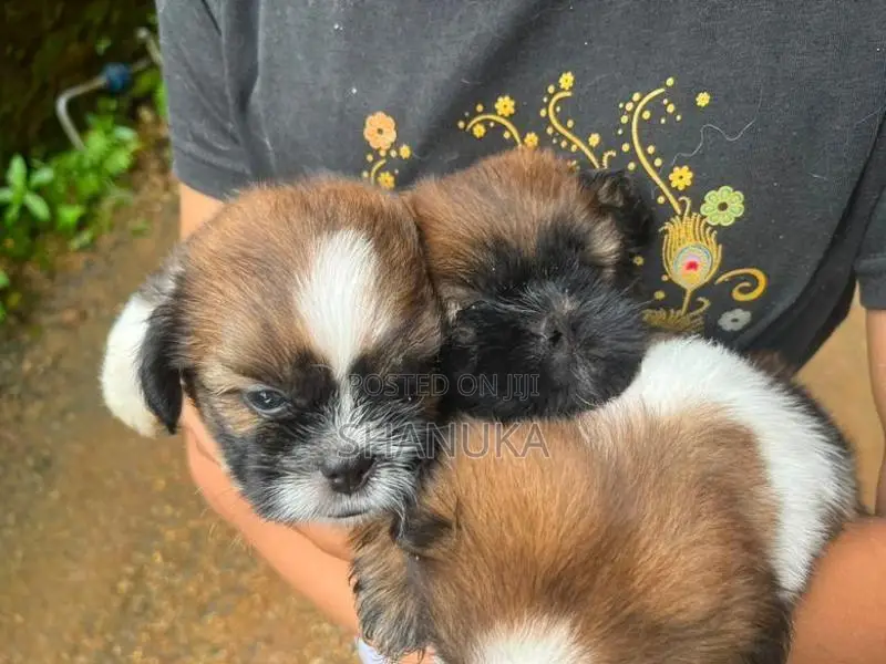 Shih Tzu