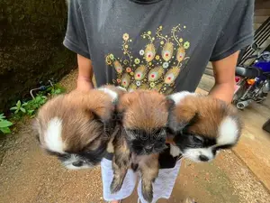 Shih Tzu