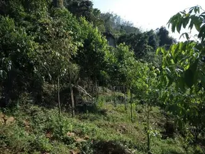 අනාගතයට ඉහළ වටිනාකමක් ඇති ආයෝජනයක් ,,,අක්කර 1 ක ඉඩම 50 යි