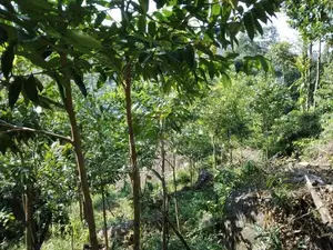 අනාගතයට ඉහළ වටිනාකමක් ඇති ආයෝජනයක් ,,,අක්කර 1 ක ඉඩම 50 යි
