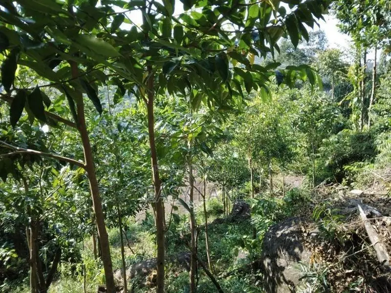 අනාගතයට ඉහළ වටිනාකමක් ඇති ආයෝජනයක් ,,,අක්කර 1 ක ඉඩම 50 යි