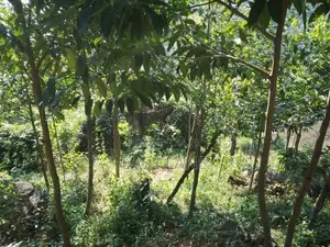 අනාගතයට ඉහළ වටිනාකමක් ඇති ආයෝජනයක් ,,,අක්කර 1 ක ඉඩම 50 යි