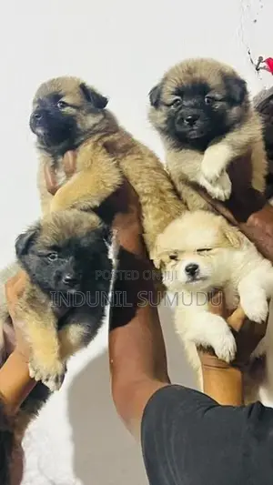 Lion Pomeranian Puppies