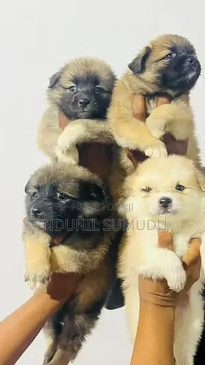 Lion Pomeranian Puppies