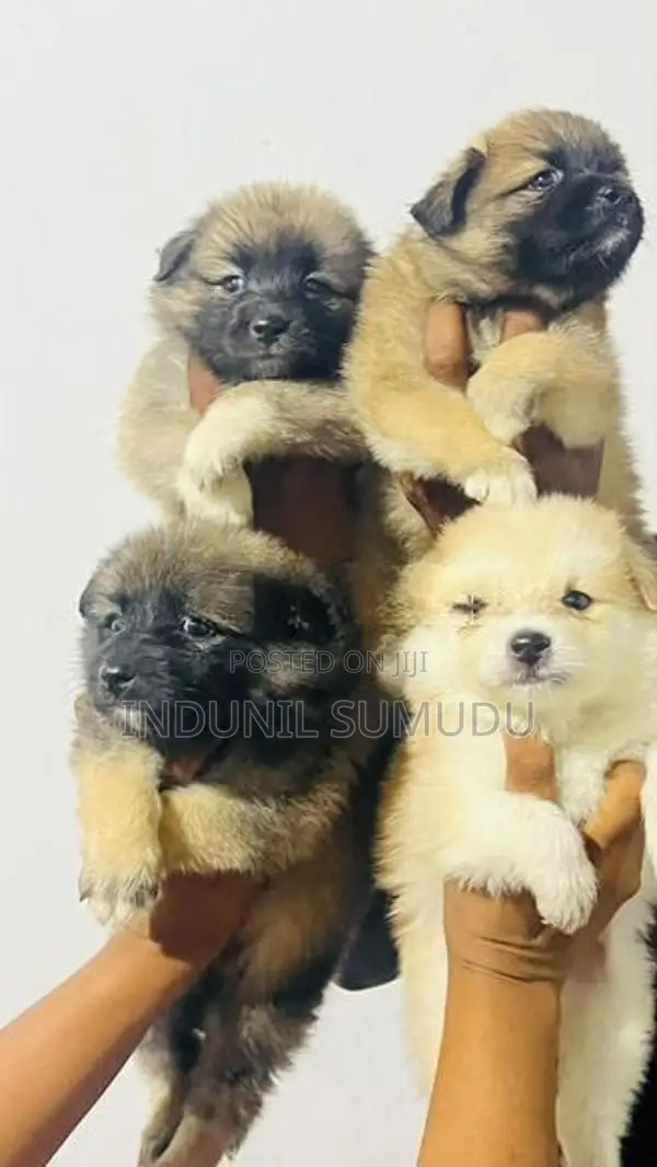 Lion Pomeranian Puppies