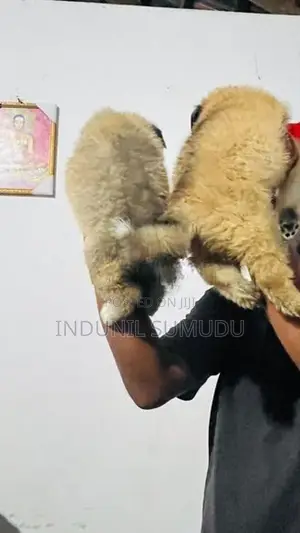 Lion Pomeranian Puppies