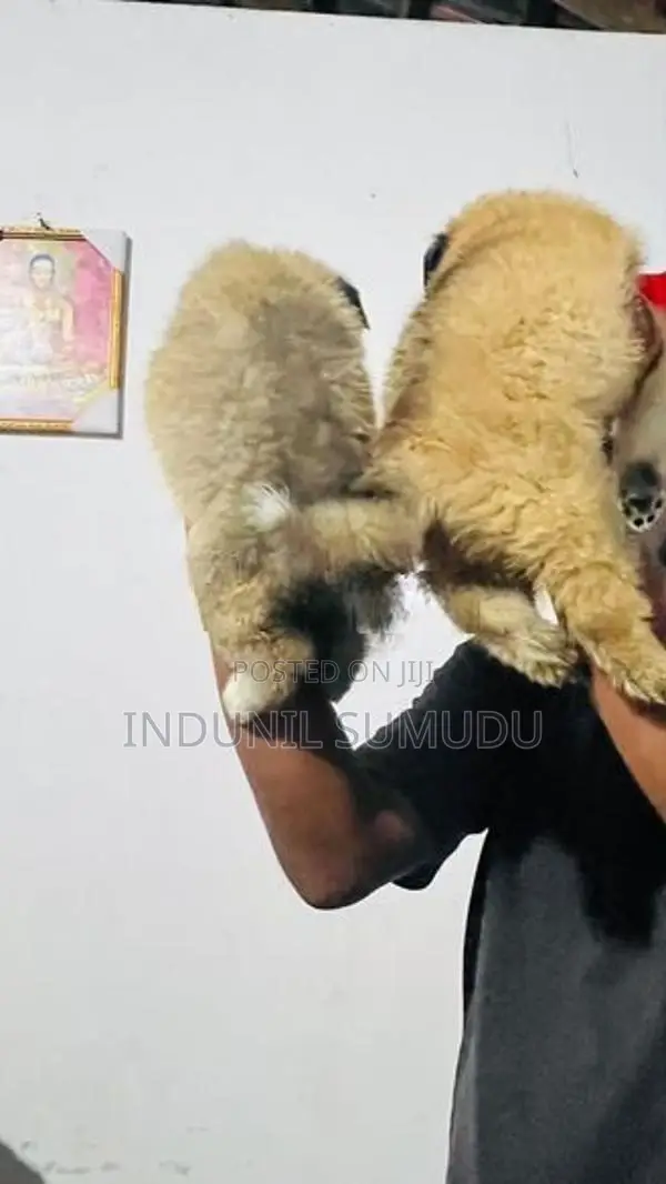 Lion Pomeranian Puppies