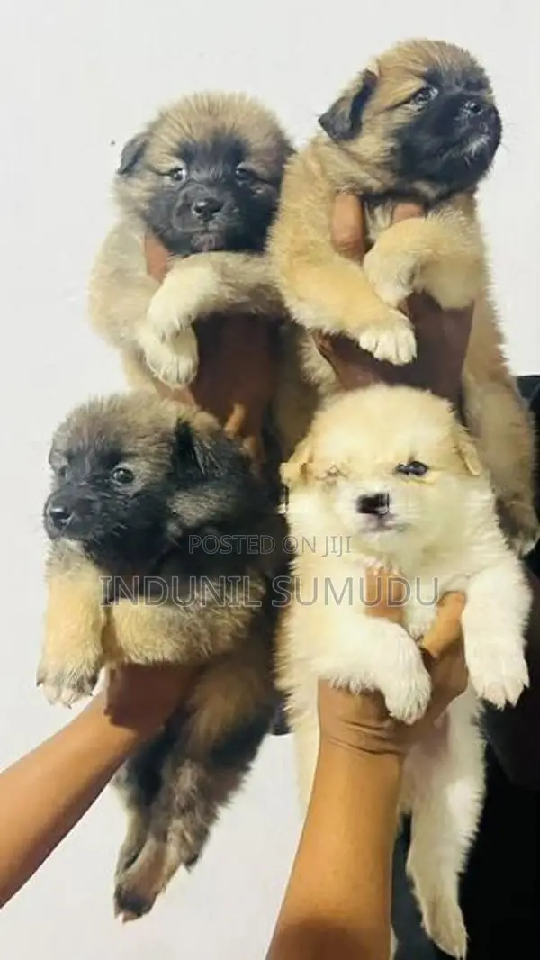 Lion Pomeranian Puppies