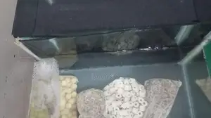 Fish Tank Full Set