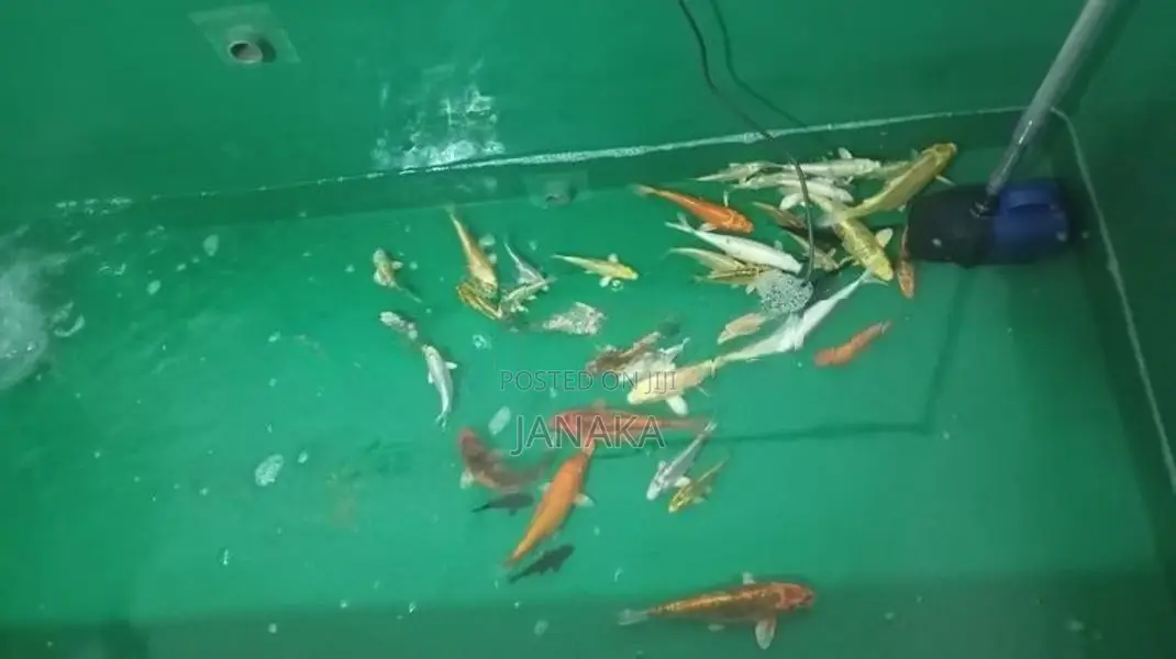 Fish Tank Full Set