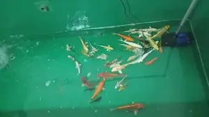 Fish Tank Full Set