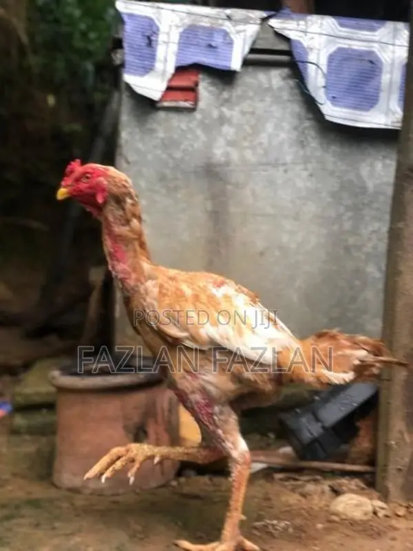 Aseel Rooster