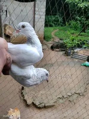 ටයිමින් පරවියන්