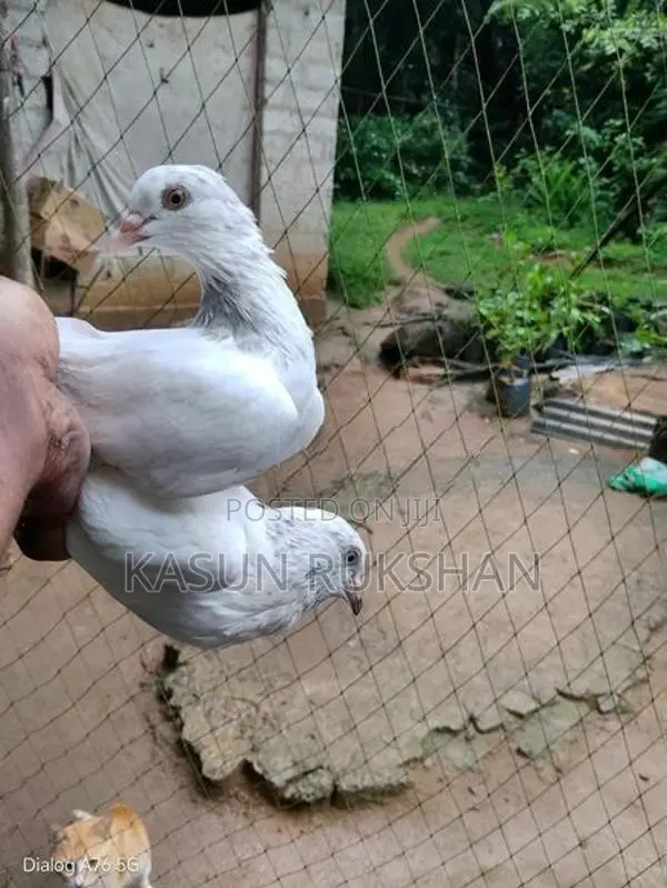 ටයිමින් පරවියන්