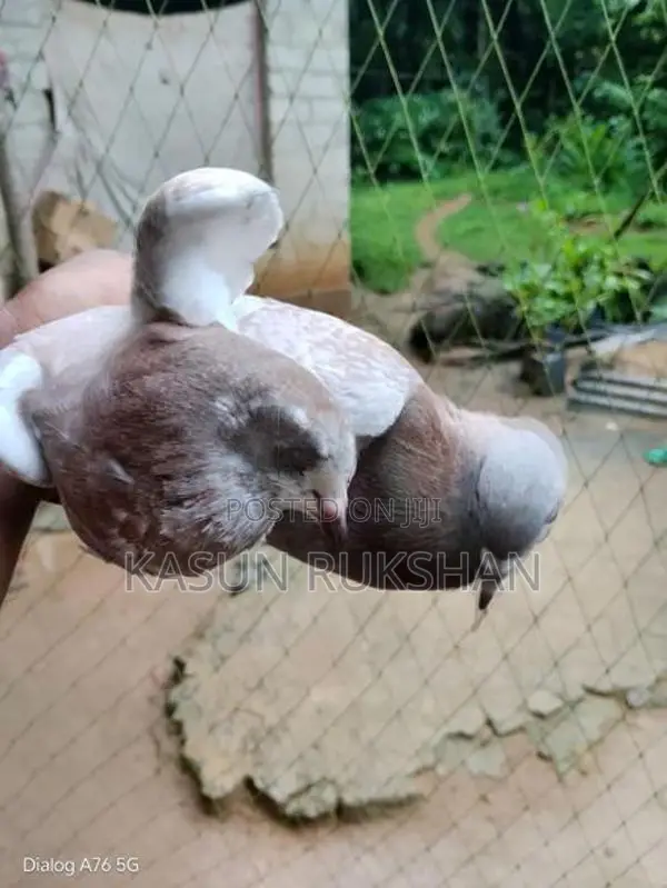 ටයිමින් පරවියන්