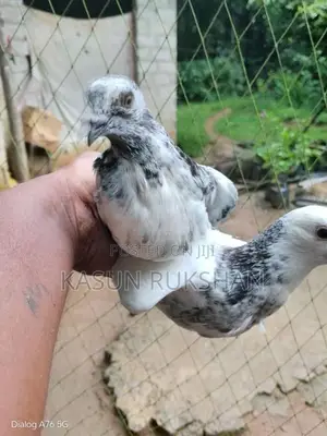 ටයිමින් පරවියන්