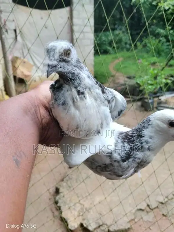 ටයිමින් පරවියන්