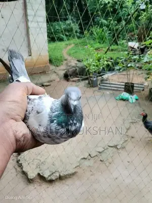 ටයිමින් පරවියන්