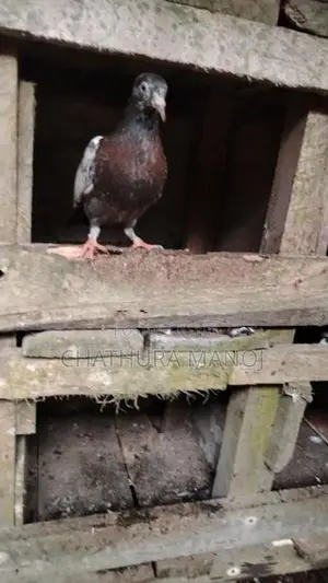 Pigeon