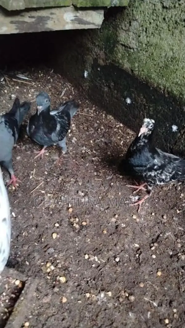 Pigeon