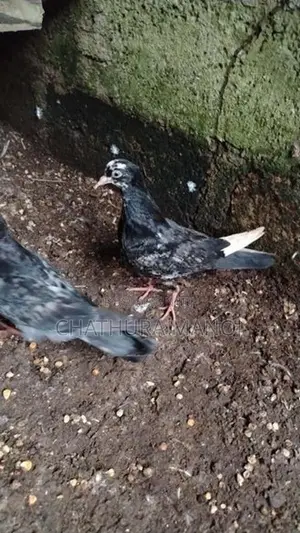 Pigeon