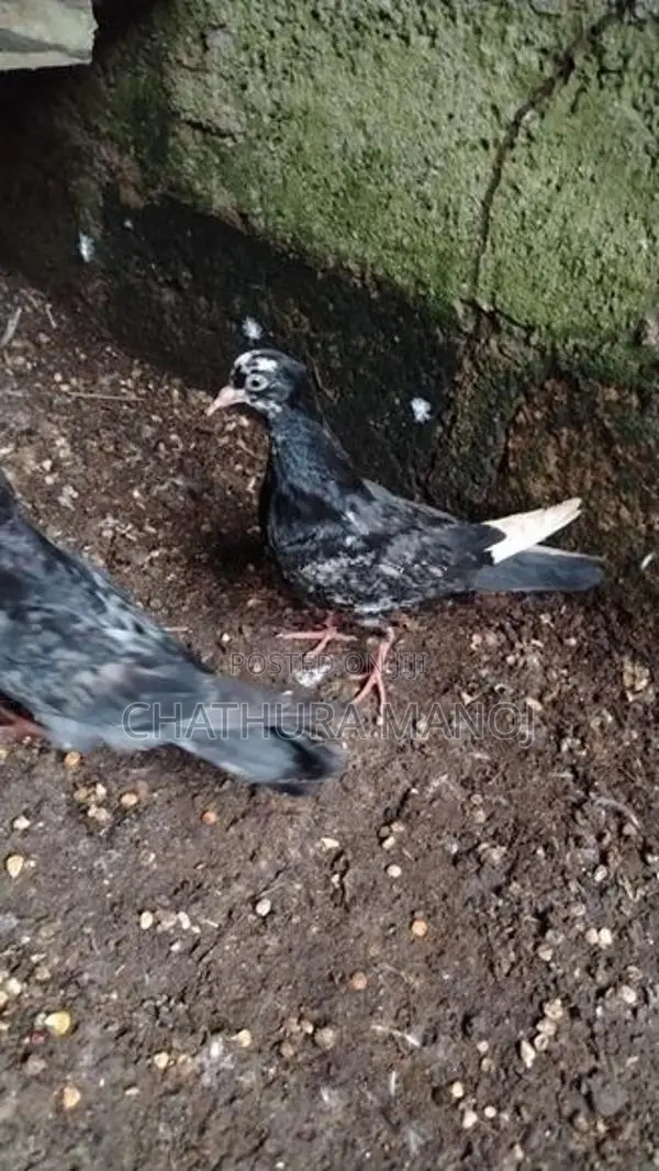 Pigeon