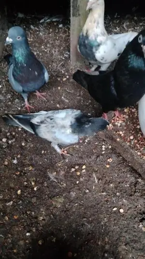Pigeon