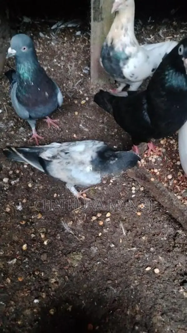 Pigeon