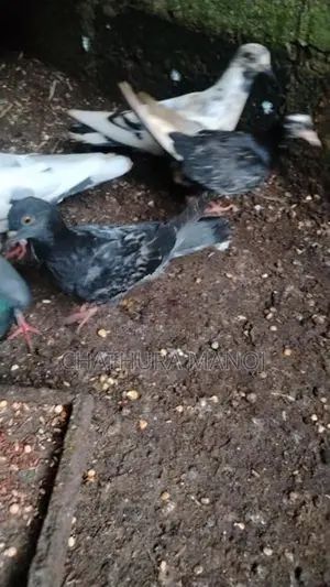 Pigeon