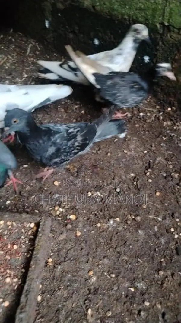 Pigeon