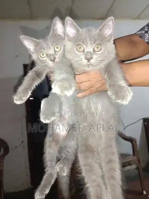 Himalayan Kittens